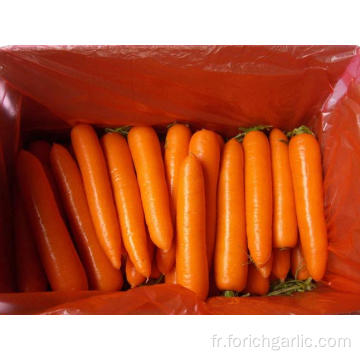 Belle apparence carotte fraîche en bonne qualité